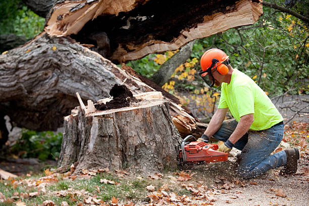 Colonial Park, PA  Tree Services Company