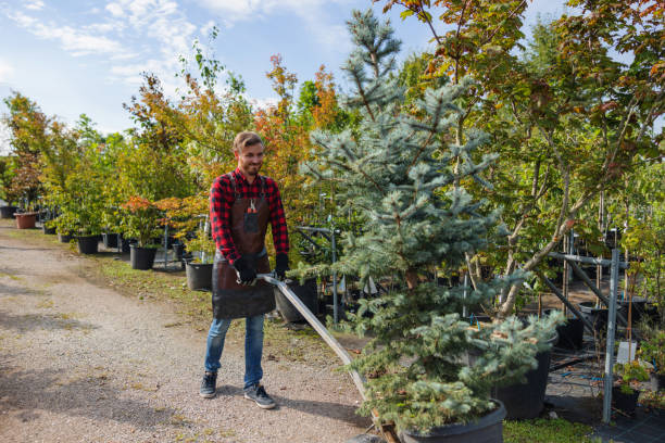 Best Storm Damage Tree Cleanup  in Colonial Rk, PA